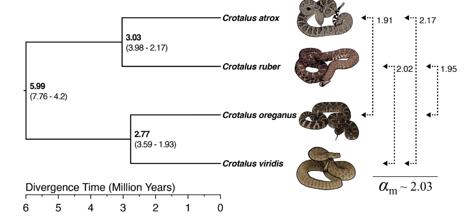 The Castoe Lab – Evolutionary Genomics